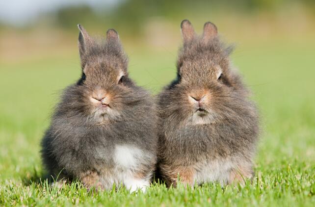 生肖兔年份对照表年龄 十二生肖年份年龄表属兔