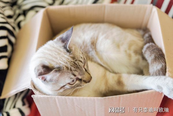 梦见猫分尸是什么意思