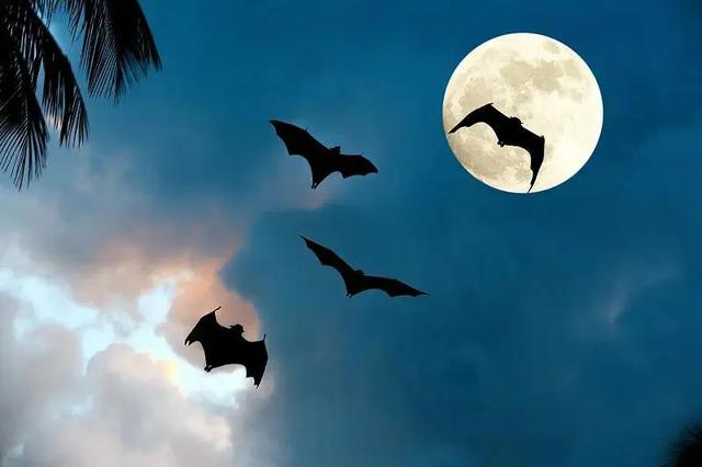 家里飞进蝙蝠风水解说，家里飞进蝙蝠的预兆