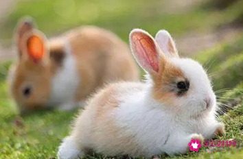农历几月出生的兔子命最好 (农历几月份的兔子最好命)