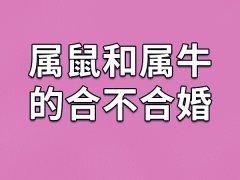 1996年的鼠五行属什么_1996年属鼠女什么时候动婚_1995女猪男鼠1996合吗