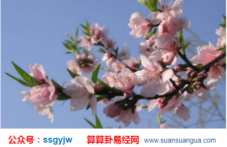 八字命带桃花_八字带桃花的人多吗_八字带桃花