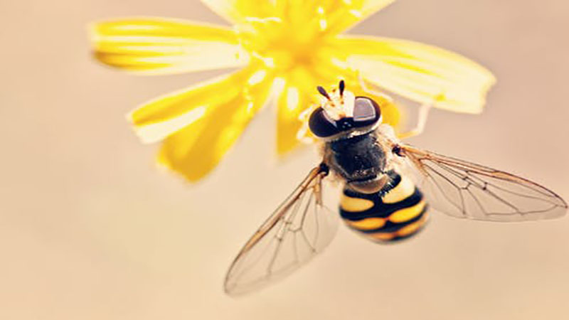 梦到蜜蜂蛰脸_梦到蜜蜂_梦到我被蜜蜂订的很疼