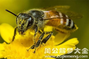 梦见蜂子叮是什么预兆