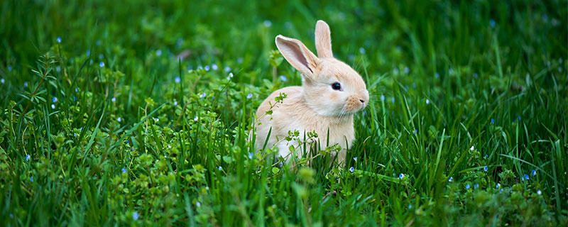 属兔是哪年出生的 属相兔的年份是几几年