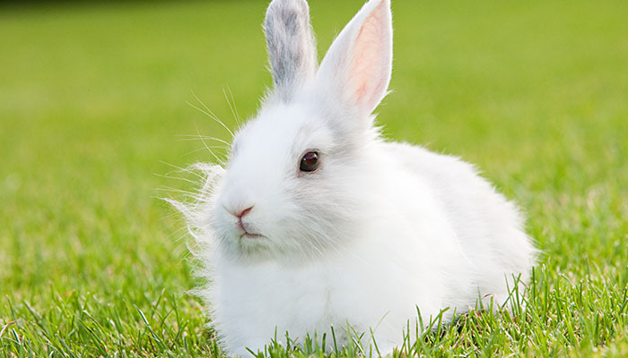 属兔是哪年出生的 属相兔的年份是几几年