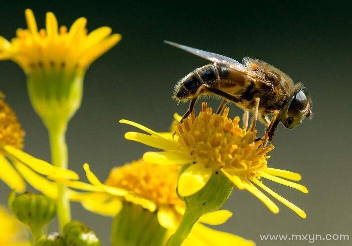 梦到蜜蜂_梦到一只蜜蜂_做梦梦到蜜蜂