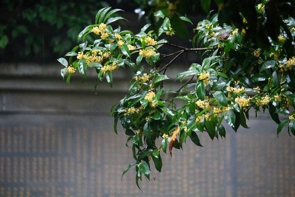 桂花树庭院种植风水禁忌,种桂花树有风水讲究吗