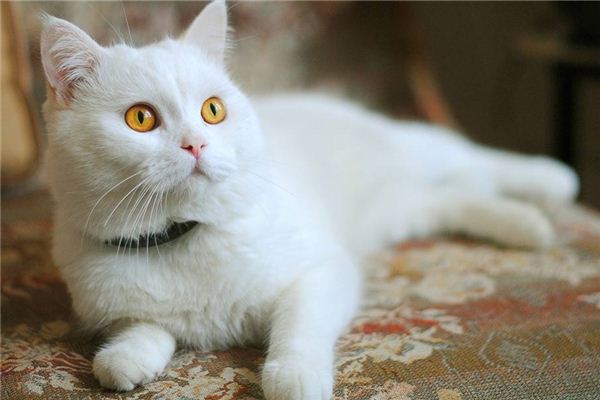 孕妇梦见白猫_梦见白猫_梦见白猫黑猫