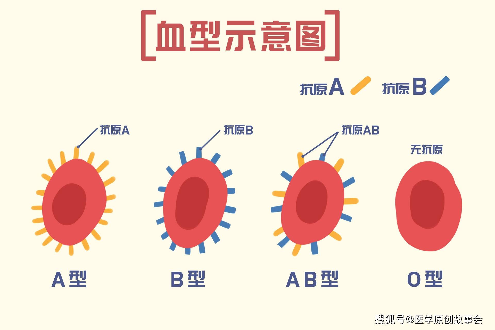 A型、B型、AB型、O型，哪种血型的人抵抗力好？阳的几率更低？