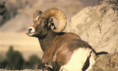 西方媒体热议中国“羊年”：究竟是哪种羊？(图)