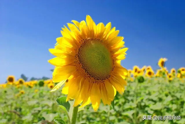 白羊座男生的性格优点缺点，白羊座男性格优势及弱点