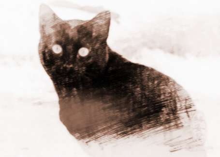 梦见黑色的猫