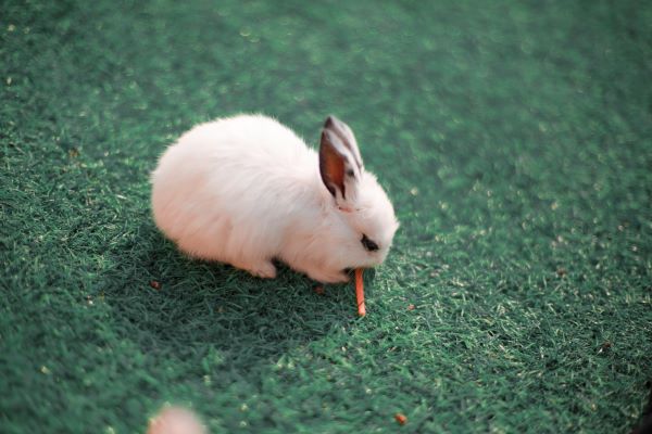 2023年属兔的是什么命 2023年出生的属兔人命运