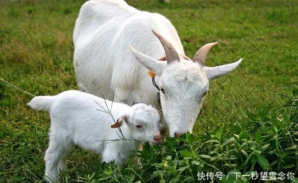 属羊的和什么属相最配相克_属猪的与哪些属相相克_属马的与什么属相相克