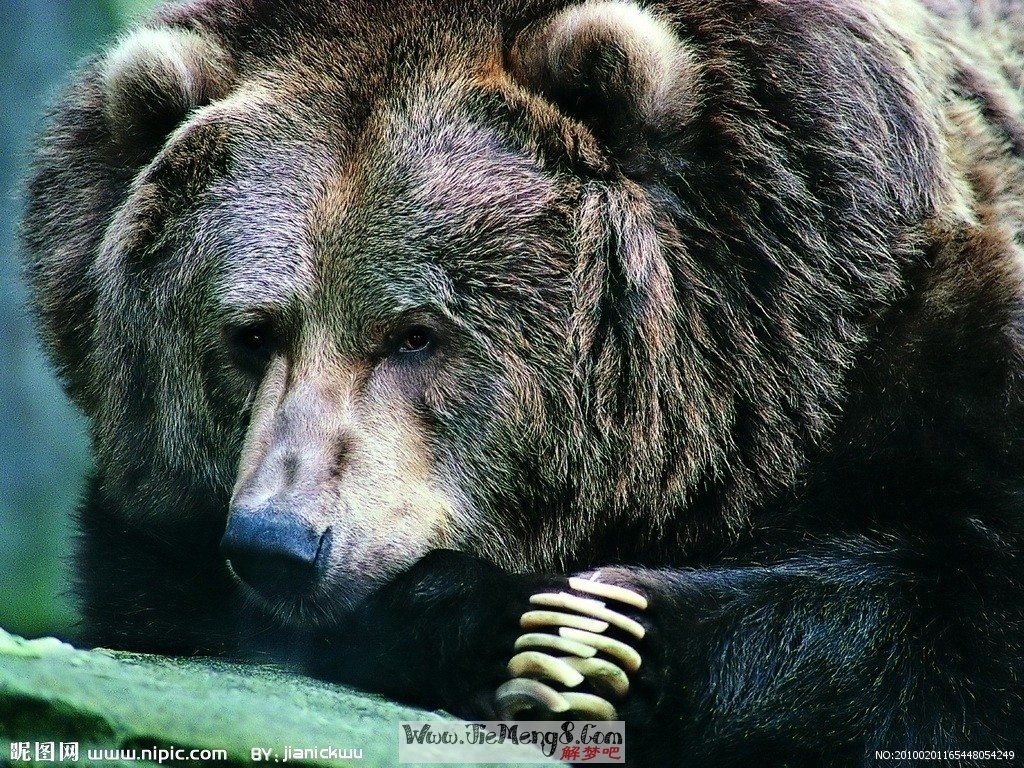 梦见黑熊是什么意思