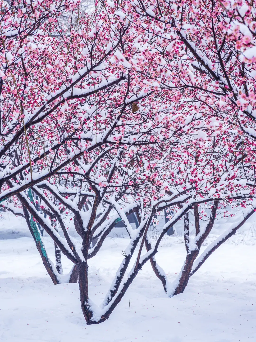 小寒是几月几日_小寒是旧历几月几日_2019年1月5日是小寒吗