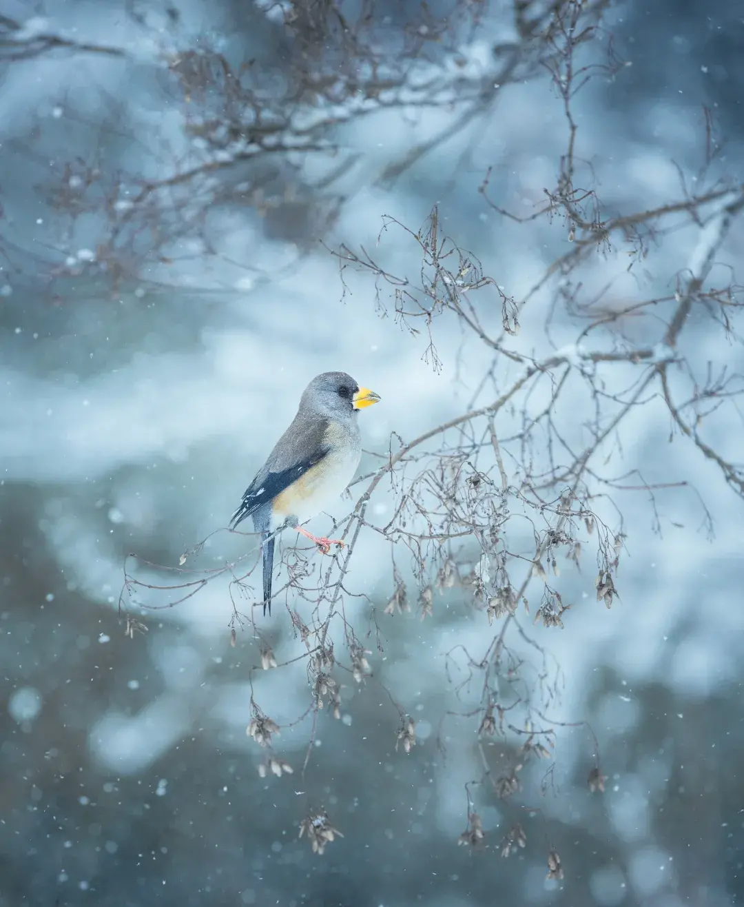 2019年1月5日是小寒吗_小寒是旧历几月几日_小寒是几月几日