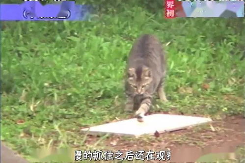 梦见鱼和猫是什么意思周公解梦