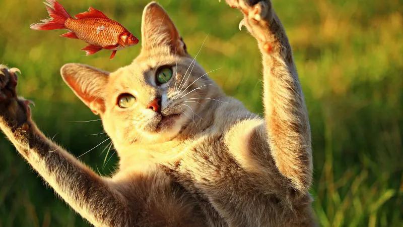 梦见鱼和猫意味着什么