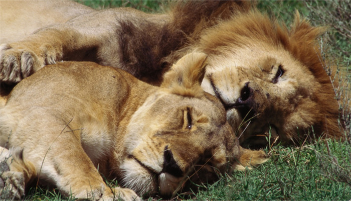 梦见狮子要吃我_孕妇梦见老虎吃狮子_梦见一只狮子和一群猫吃老鼠