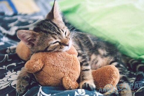 做梦梦到猫是什么意思 有什么寓意