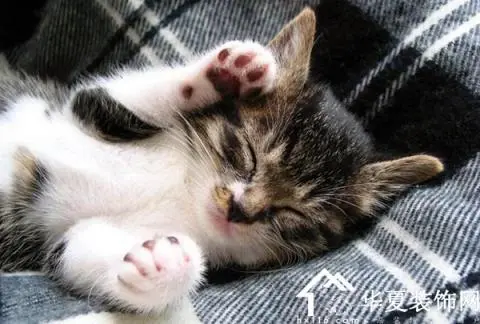 梦见可爱的小猫是什么预兆