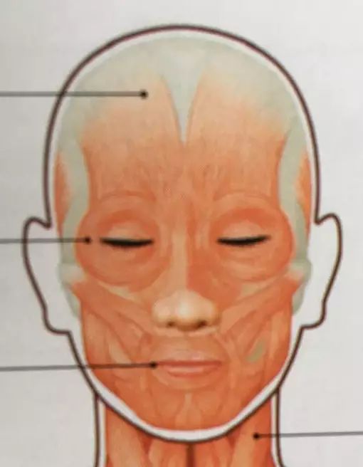 左眼下眼睑总是跳_左眼跳代表什么_左眼下面跳是什么预兆