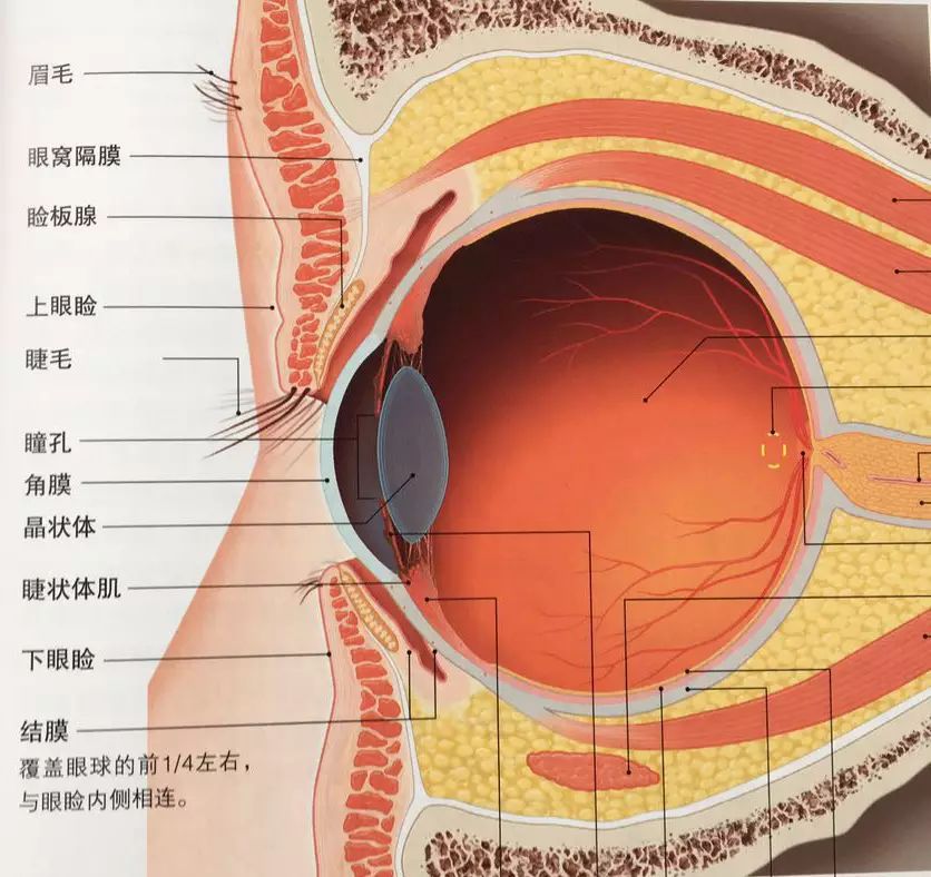 左眼跳代表什么_左眼下面跳是什么预兆_左眼下眼睑总是跳