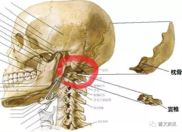 脑后有反骨位置_脑后有反骨是什么意思_脑后有反骨