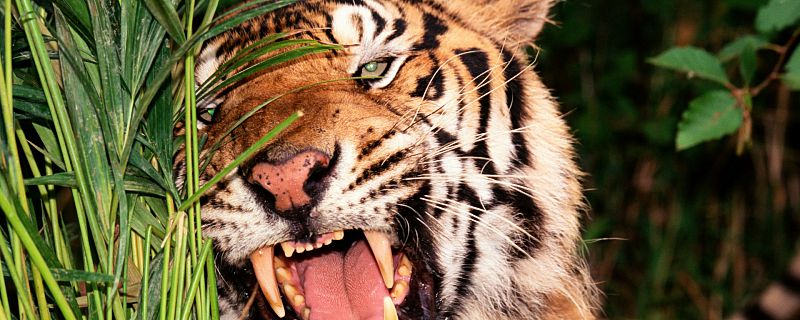 生肖虎是什么属性 属虎的五行什么命最好