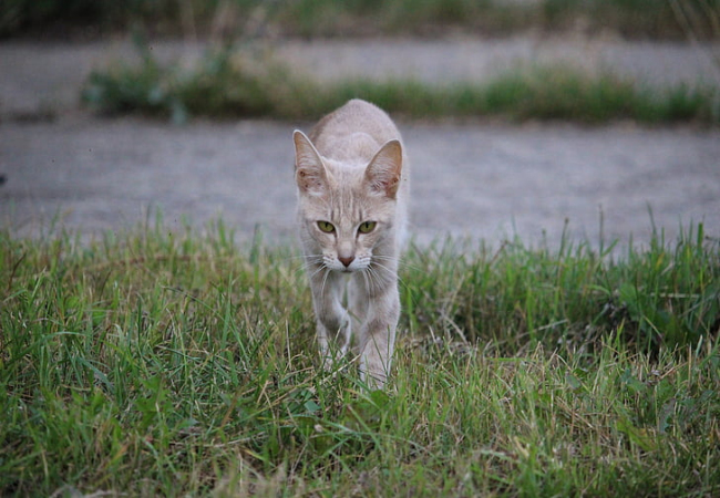 梦见猫跑了是什么意思 梦见猫跑了有什么预兆