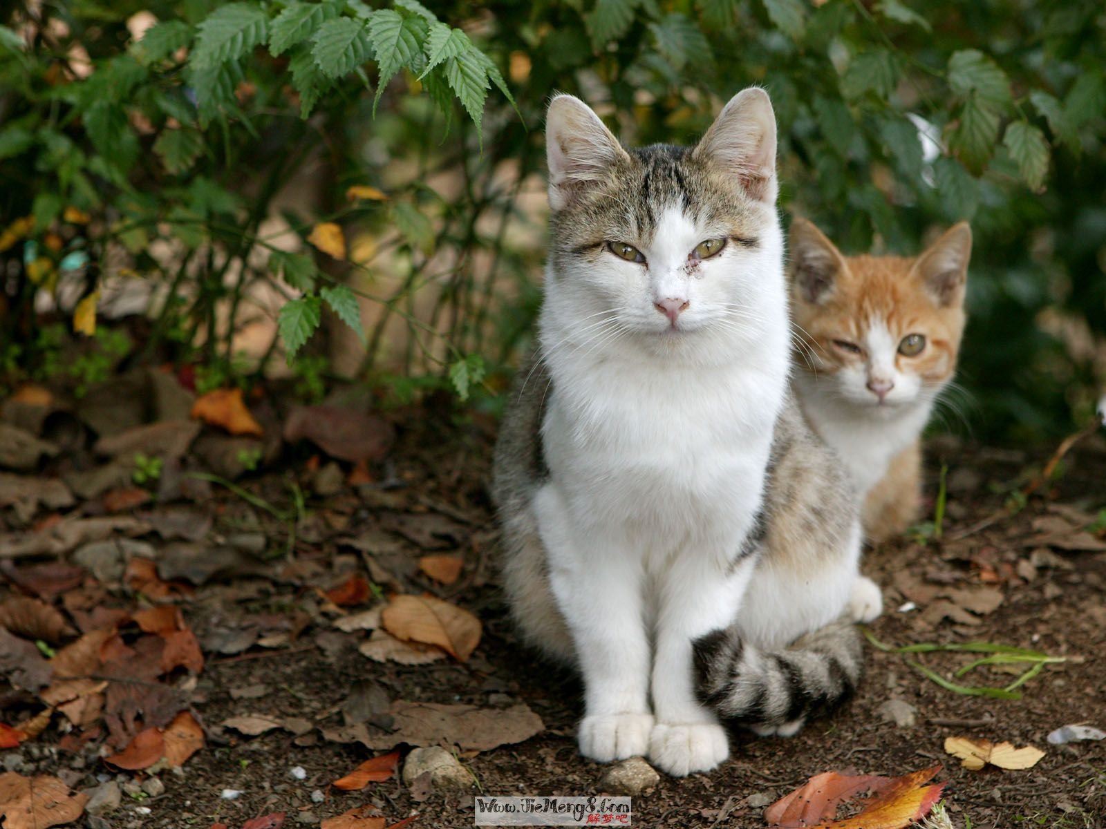 梦见猫梦见狗梦见鸟_梦见给猫洗澡,猫很乖_梦见猫大全