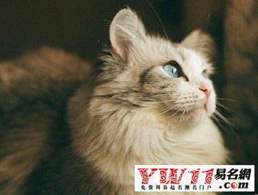 梦见猫大全_梦见很多猫在一起,喂猫_女人梦见猫追猫