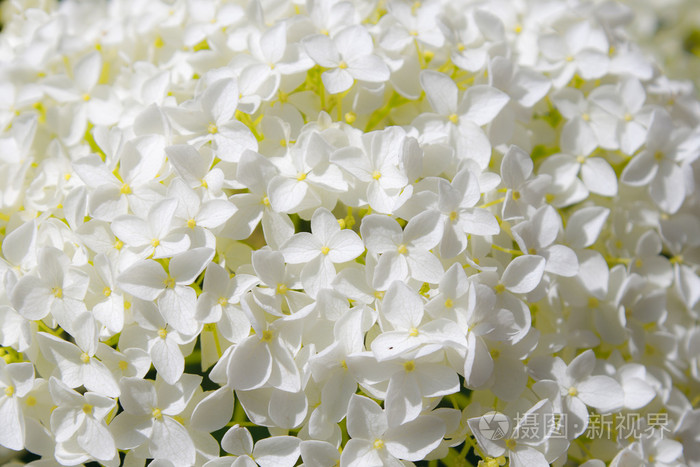 梦见白色花