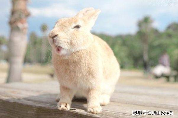 晓出净慈寺送林子方古诗句意思_出林之兔是什么意思_吃兔兔是什么意思