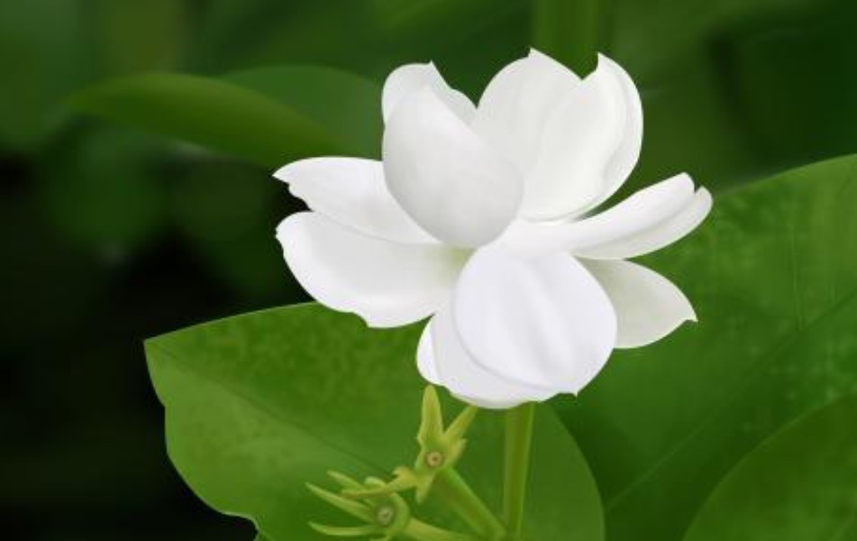 梦见白色的花盛开是什么意思