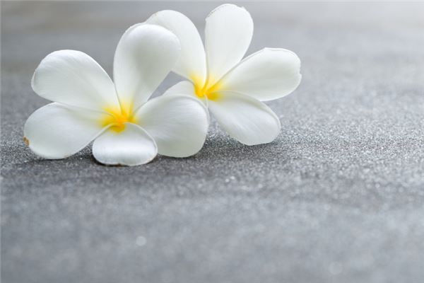 梦见白色的花盛开是什么意思