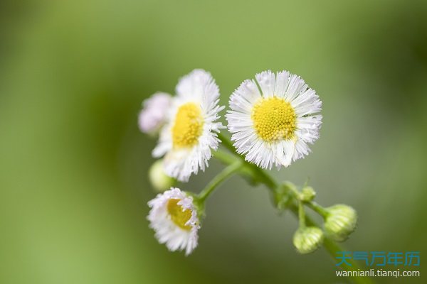 梦见白色的花盛开是什么意思