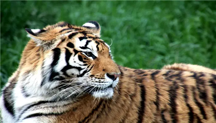 女人梦见老虎会怎样 梦见老虎吃老虎