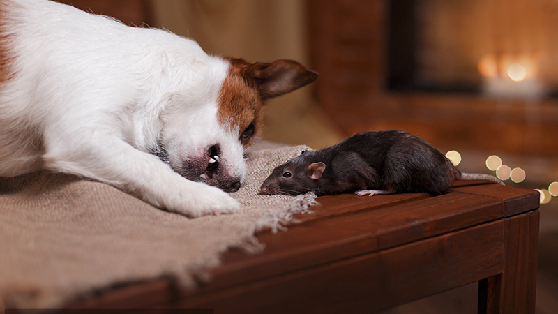 梦见老鼠和狗是什么征兆_梦见老鼠和狗_梦见狗梦见老鼠是什么意思