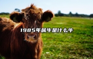 1985年属牛是什么牛 