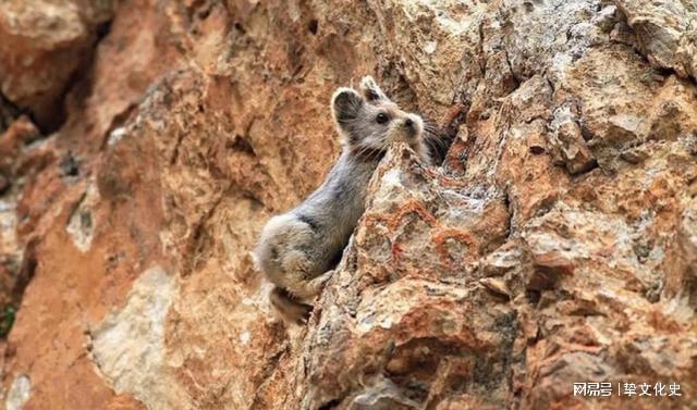 鼠兔_鼠兔_伊犁鼠兔时隔20年再次现身中国 比大熊猫还稀有