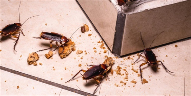 家里突然有很多小蟑螂怎么办_梦见蟑螂钻进身体里_家里突然有蟑螂