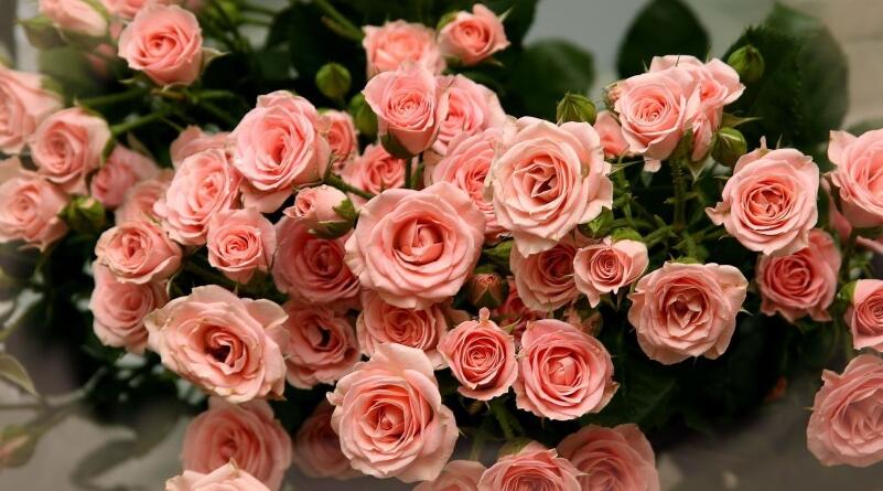 粉玫瑰代表什么？（粉玫瑰的花语是什么？）