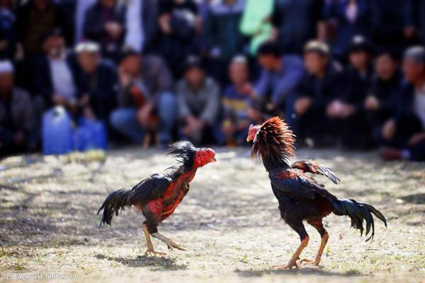 清明节的由来及习俗