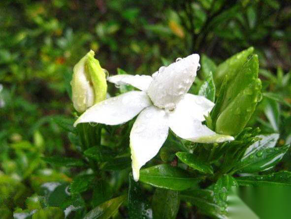 梅雨季节是什么时候 武汉梅雨季节是什么时候