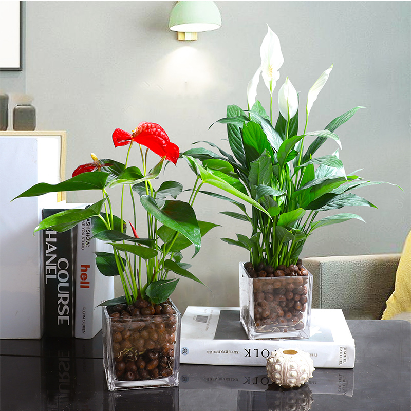 客厅一进门放什么植物好，家居风水 一进门摆什么植物最好？