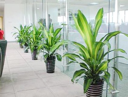 办公室植物租赁应该摆什么？