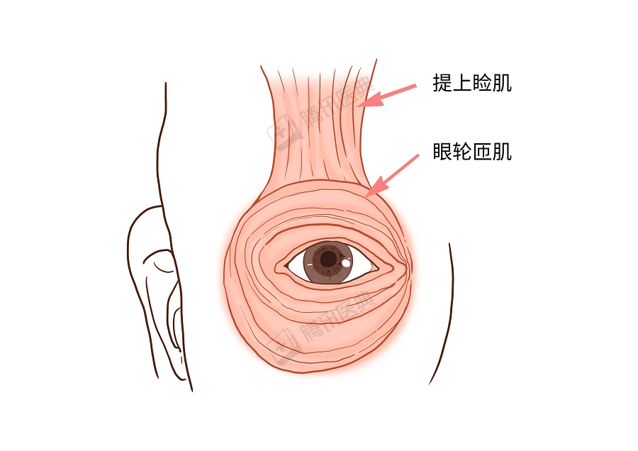 左眼皮一直在跳代表什么？